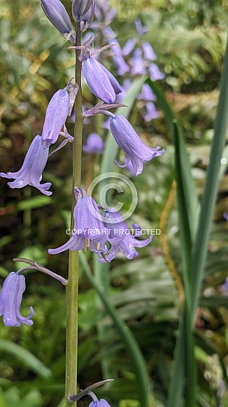 Bluebells (Genus Hyacinthoides)