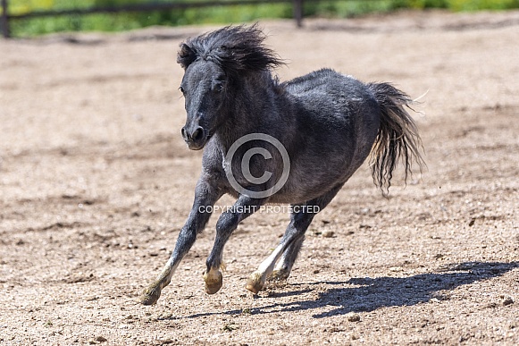 Miniature horse running around the arena