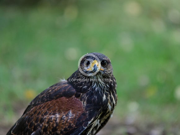 Harris's Hawk (Juvenile)