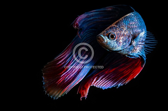 Siamese Fighting Fish