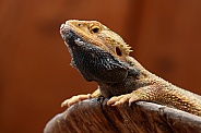 Bearded dragon (Pogona)