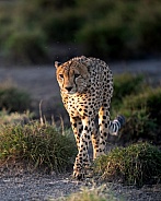 Cheetah at sunset walking towards the camera