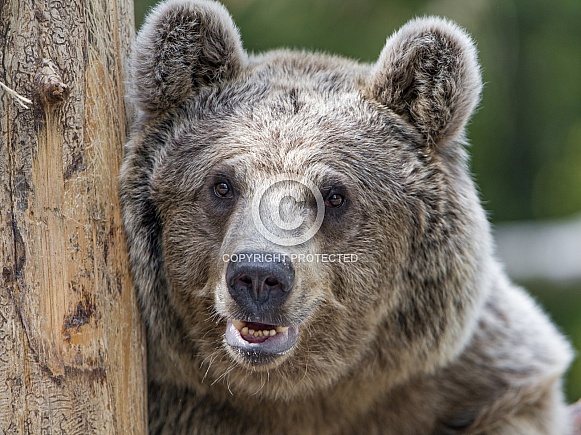 Brown Bear Portrait Brown Bear Portrait
