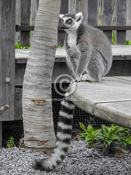 Ring-tailed Lemur Ring-tailed Lemur