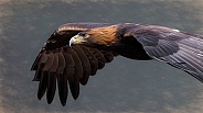 Eagle-Golden Eagle