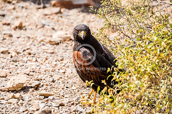 Harris Hawk Harris Hawk
