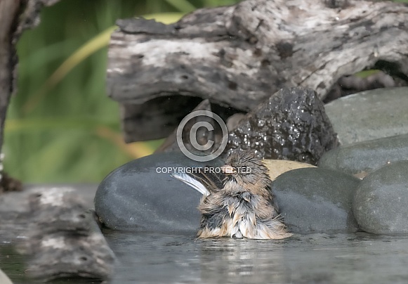 Fledgling Dark-eyed Junco Bathing