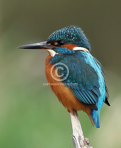 Kingfisher