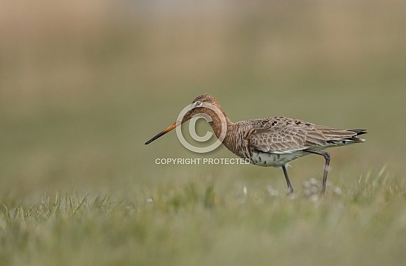 Black-tailed godwit