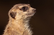 Meerkat Close Up Side Profile