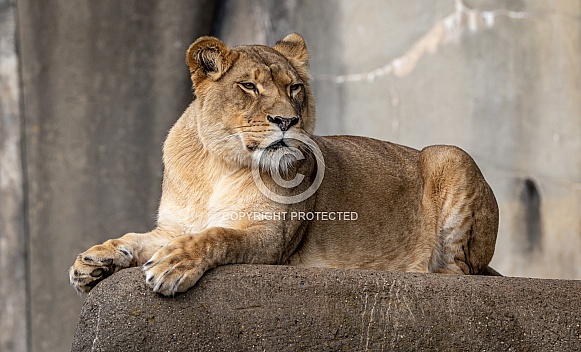 Female African Lions