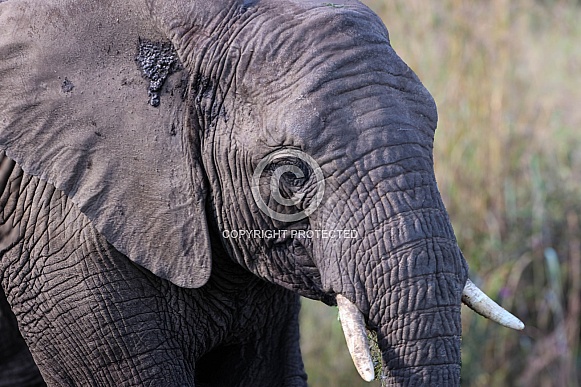 Teenage elephant up close and personal
