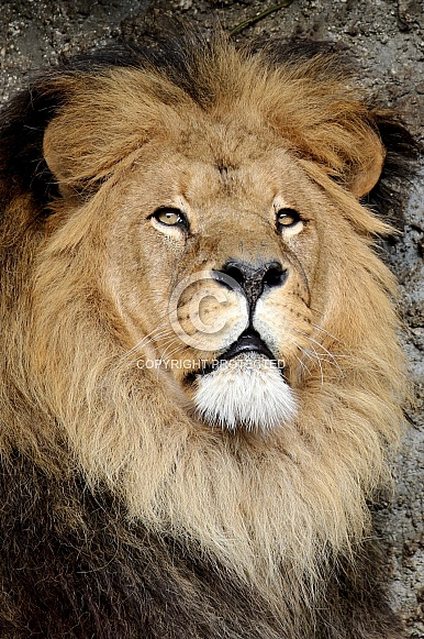 african lion african lion