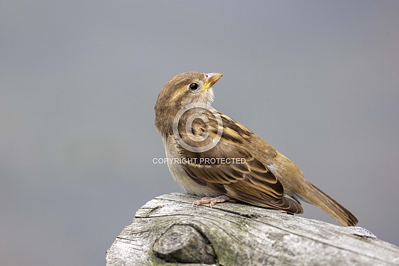 house sparrow (Passer domesticus)