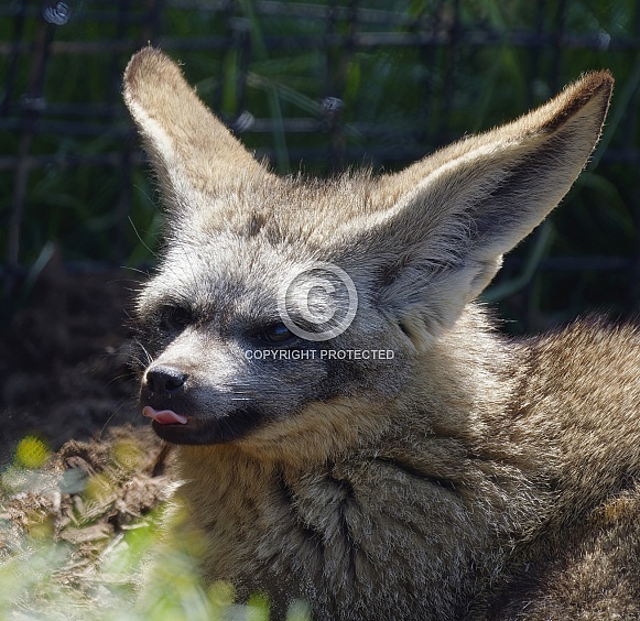 Bat Eared Fox