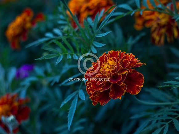 Tagetes Tagetes