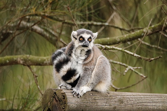 Ring-tailed Lemur