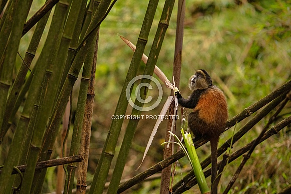 Wild and rare golden monkey