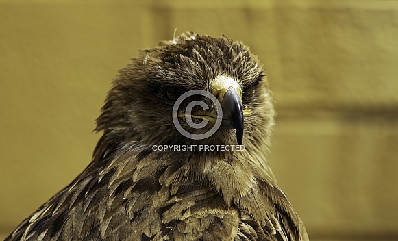 Tawny Eagle Close Up Looking Forward