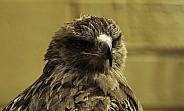 Tawny Eagle Close Up Looking Forward