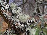 Lichen - Caledonian Forest - Scotland