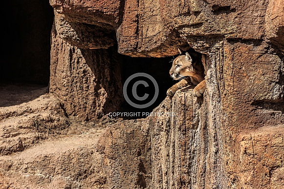 Mountain Lion Mountain Lion
