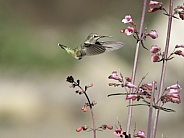 Female Anna's Hummingbird feeding in the flowers
