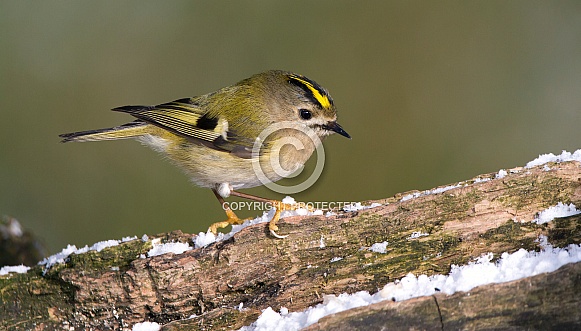 Goldcrest