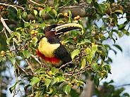 Chestnut-eared Aracari