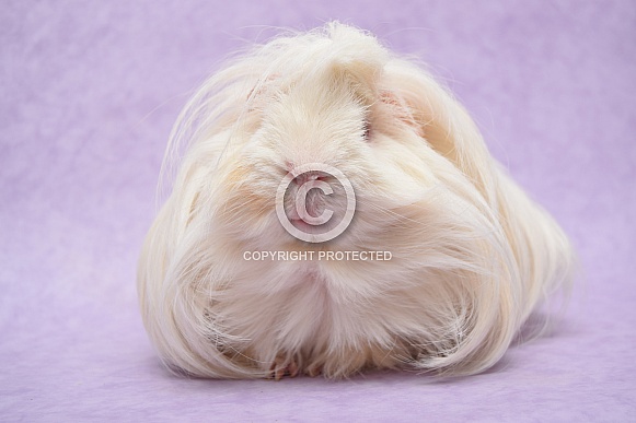 Peruvian Guinea Pig