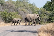 African Elephant