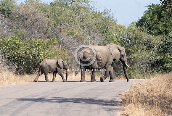 African Elephant