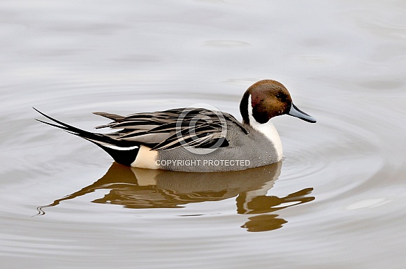 Pintail drake Pintail drake