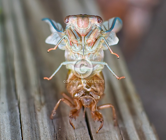 Cicada shed old shell or exoskeleton metamorph into adult stage