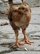 Wild Indonesian Baby Chicken