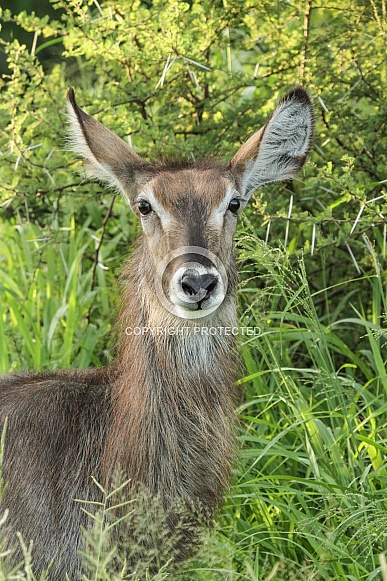 Waterbuck Female
