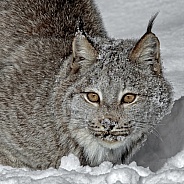 Canada Lynx-Portrait of a Lynx