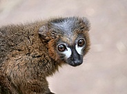 Red Bellied Lemur