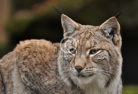 Lynx Lynx