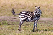 Zebra swishing tail