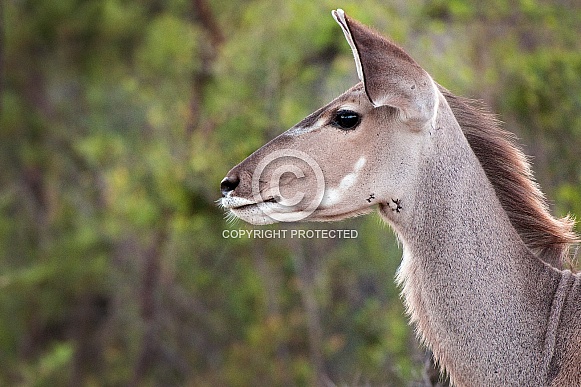 Female Kudu
