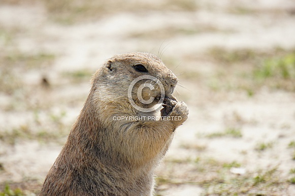 Prairie dog