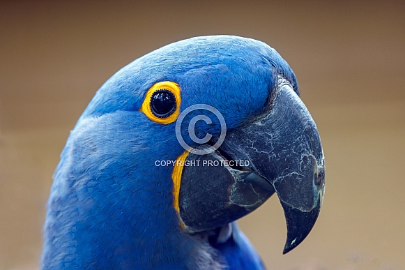Hyacinth macaw (Anodorhynchus hyacinthinus)