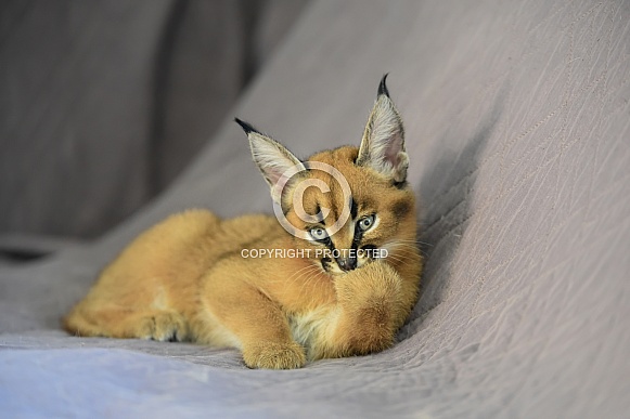 Young Caracal Young Caracal