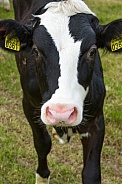 Dutch Cow and Cows
