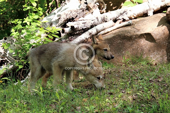 Wolf and Wolf Pups