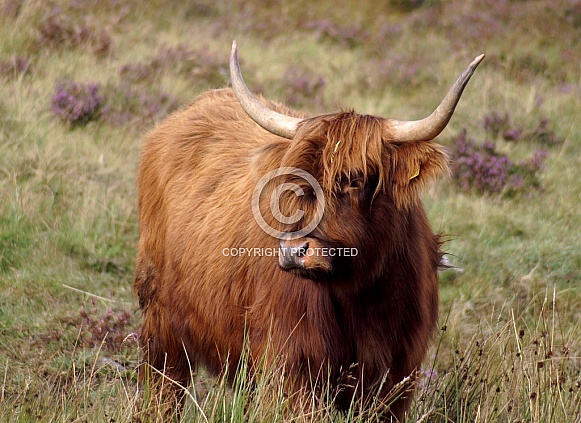 Highland Cow