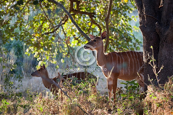 Female Nyalas