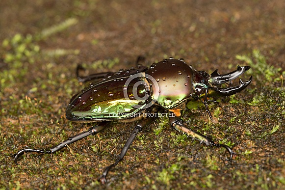 Rainbow stag beetle with water drops.