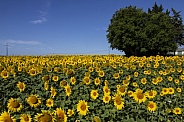 Sunflowers - Dordogne - France